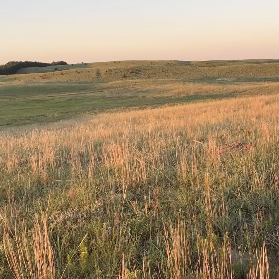One last post from the field, enjoy the sounds of the prairie as you wind down your night. 